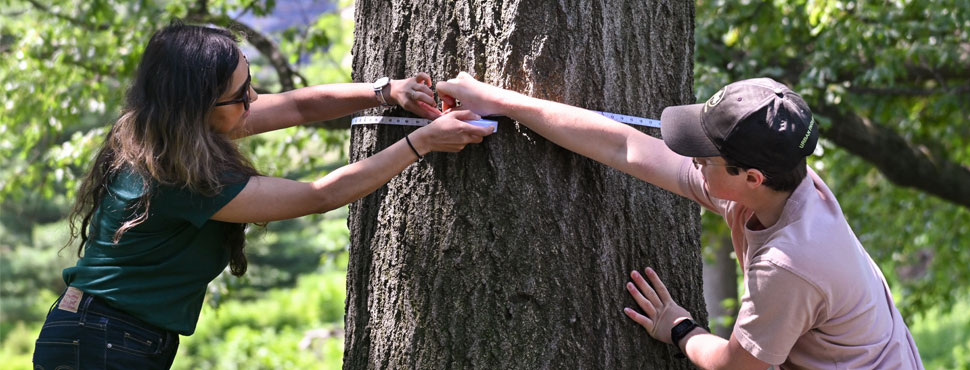 New York City urban Forest Plan