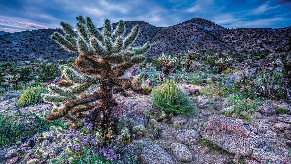Palm Desert’s proximity to the natural beauty of the desert has helped the city benefit from the “backyard travel” trend during the pandemic. Photos courtesy of the City of Palm Desert.