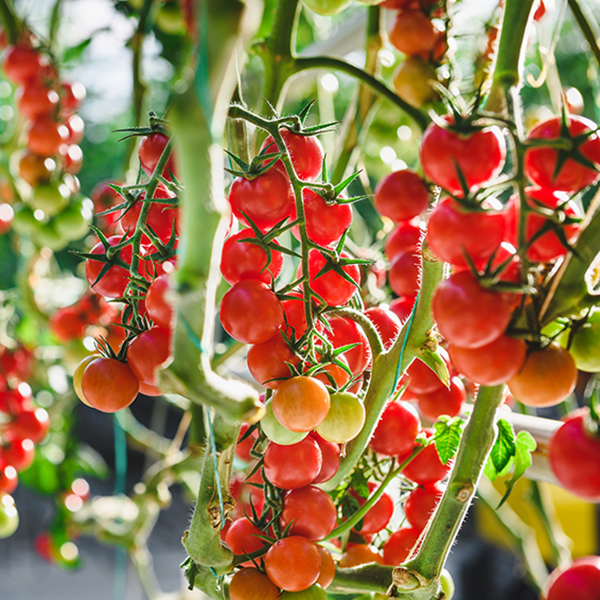 MightyVine’s greenhouses use 10% of the amount of water generally used for field-grown tomatoes, with a yield of more than 16 tons per acre.