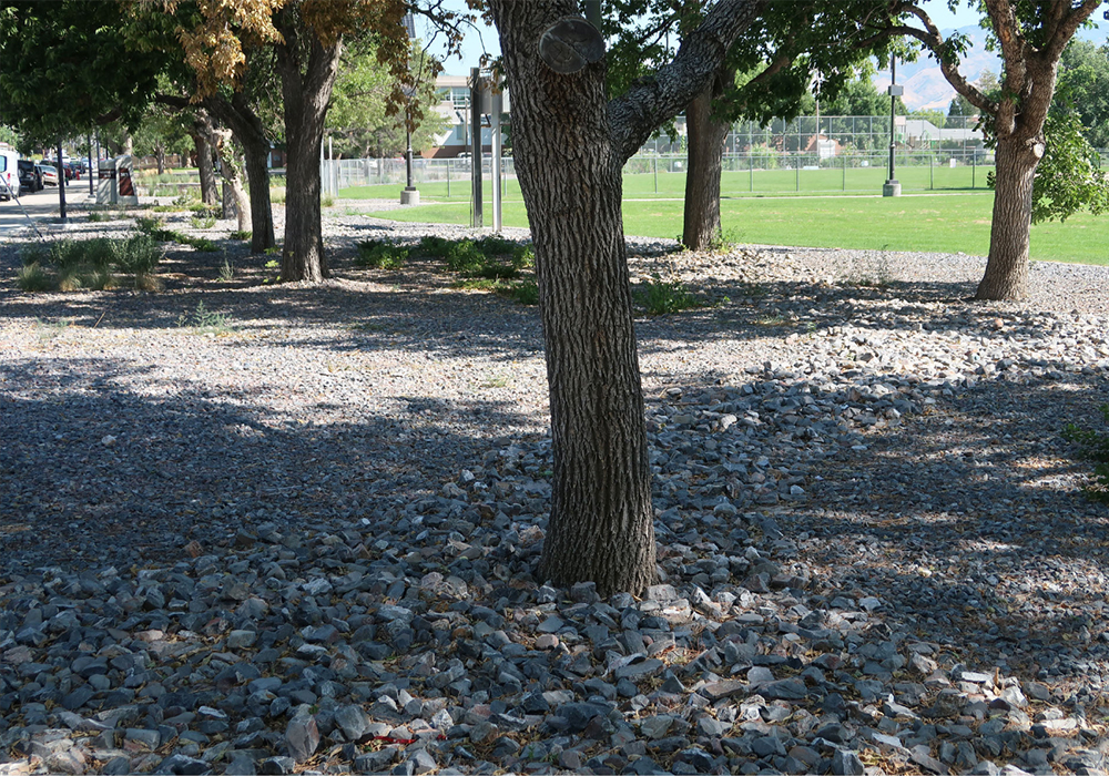 Figure 1: Hostile landscape architecture in a public city park. Cobblestone intentionally installed below trees to discourage people from accessing the shading benefits of trees (Credit: M. Frey)