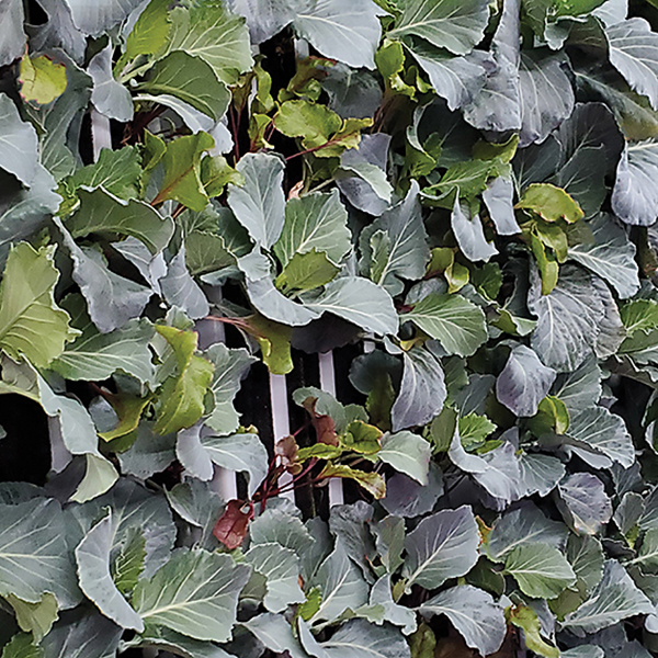 Freight Farms Greenery 5-model shipping container can produce two to four tons of produce, depending on the type of crop.