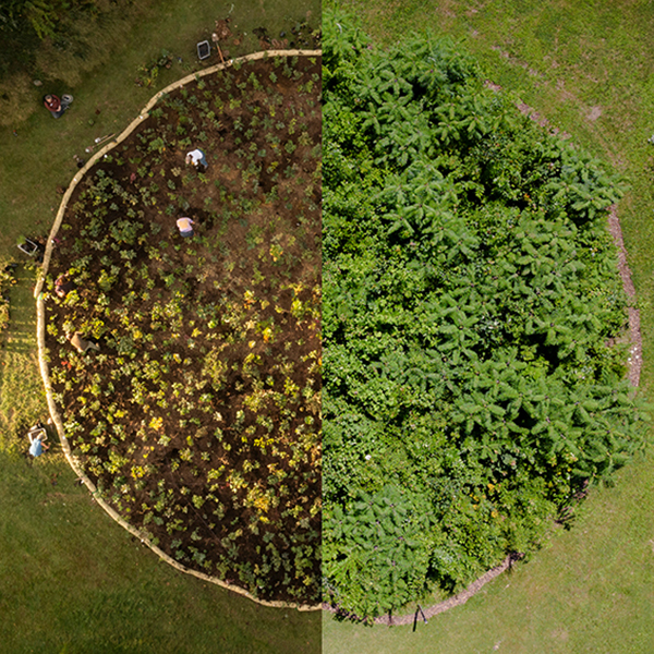 Danehy Park Forest in Cambridge, Massachusetts, the first Miyawaki forest in the northeastern U.S., shows years of complex growth and biodiversity. Photo courtesy of Danehy Park Forest/SUGi.