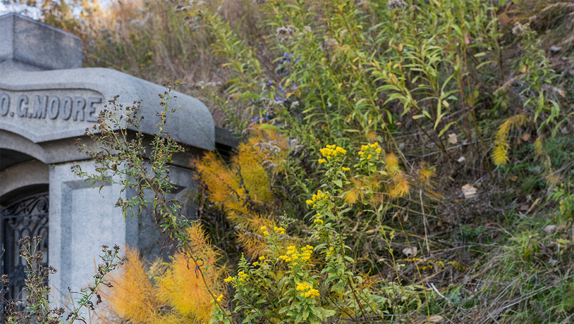 The Chapel Meadow, designed by renowned landscape architect Larry Weaner, features drought-resistant native perennials and shrubs. Photo by Valery Rizzo.