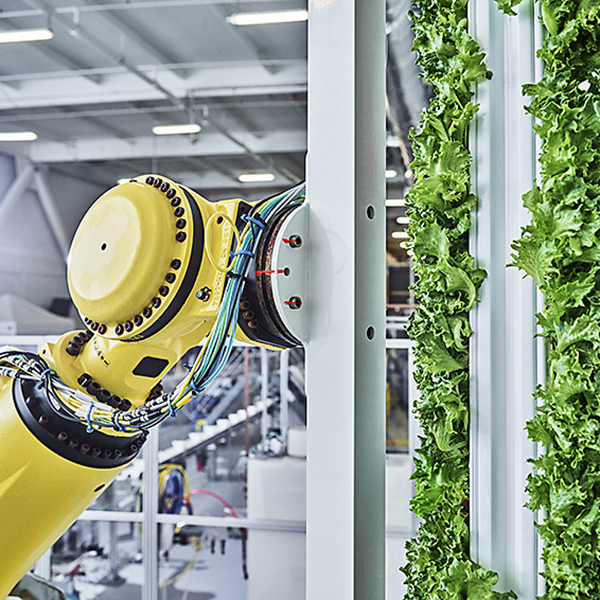 At Plenty Farms outside San Francisco, robots grab seedlings and transplant them to large towers hung vertically in grow rooms.