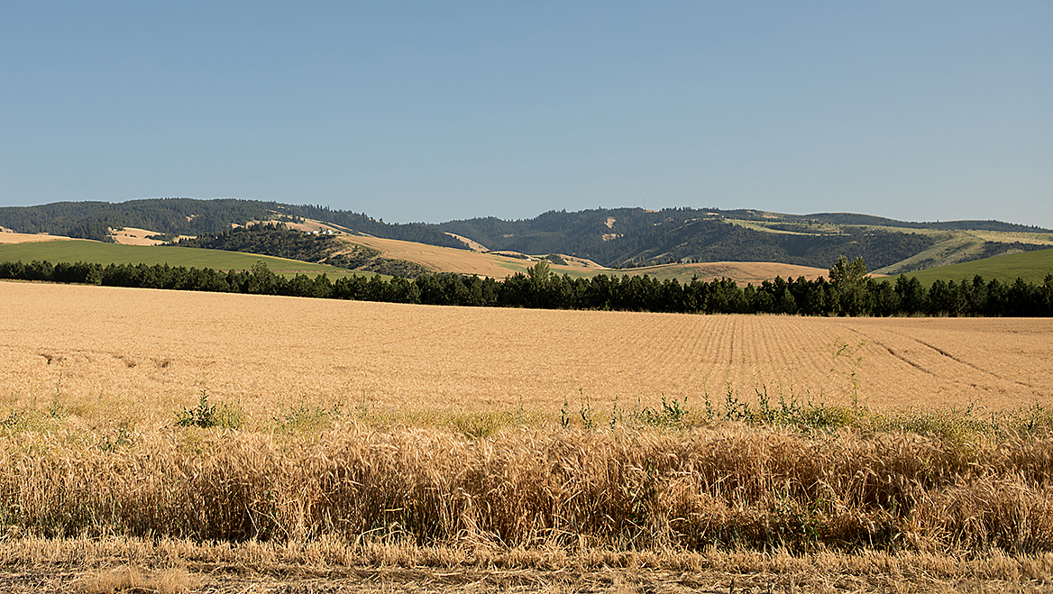Agricultural fields surround the northern part of the city, restricting growth. Photo by Celeste Noché.