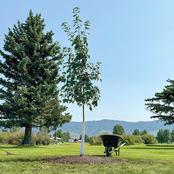 Before the Inflation Reduction Act grant funding was frozen, Butte, Montana, was able to purchase professional-grade equipment and add a range of tree species to its parks. Photos courtesy of Trevor Peterson.