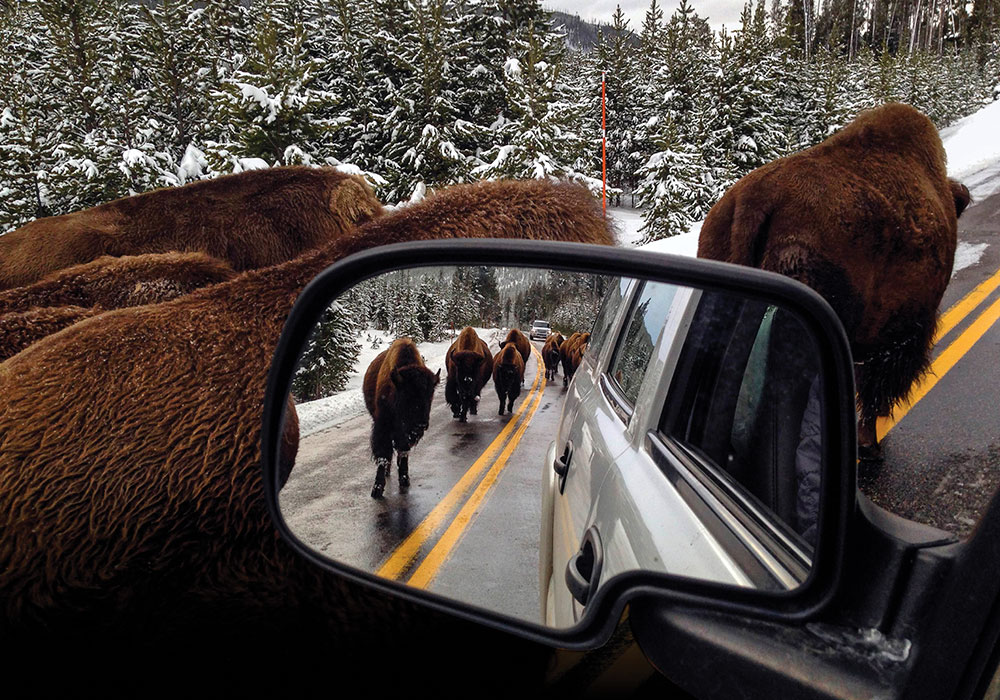 Visitors encounter bison in Yellowstone National Park