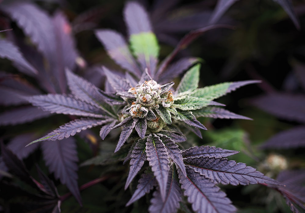 Exotic strains are a new trend in the cannabis industry. Photo by iStock/Getty Images Plus.