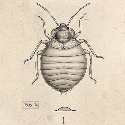 Drawing by A.J.E. Terzi/Wikipedia (CC BY 4.0).