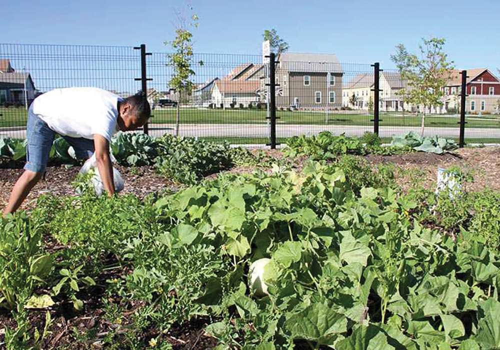 In the community garden, a local food organization provides education and support to residents
