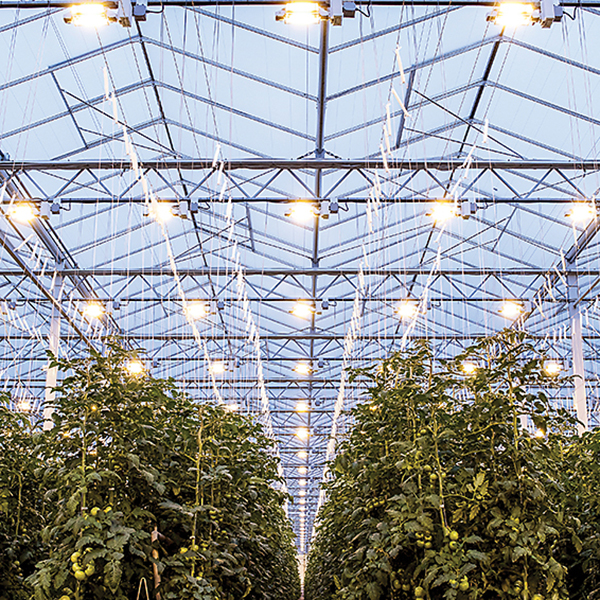 During the winter months, high-pressure sodium grow lights supply needed sunlight during the winter months. Photos courtesy of MightyVine.