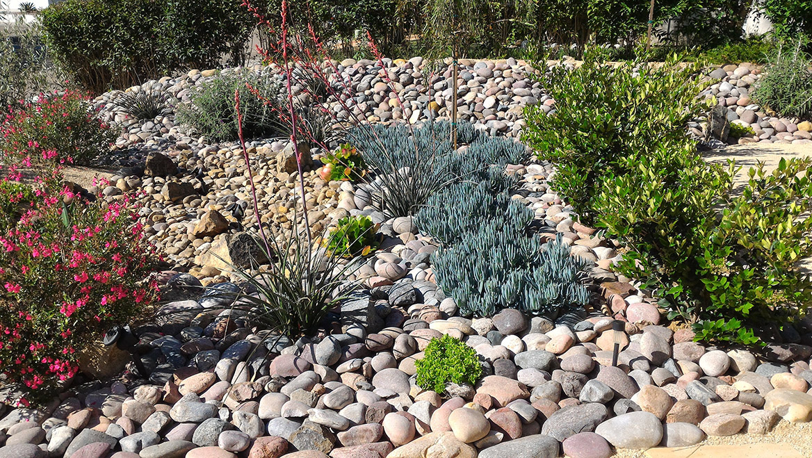 Residents had incentive to conserve water and adopt xeriscape landscaping when the water authority increased rates on a tiered pricing system. Photo by remedypic/iStock/Getty Images Plus.