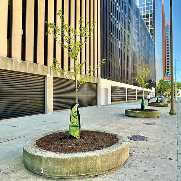 Planner Sara Tillie (above) is the director of the Cleveland Tree Coalition, a collective that recently lost a major Arbor Day grant. It is nonetheless finding a path forward, in part because of their collective funding model, which relies on partnerships to fund its work across the city. Photos courtesy of Cleveland Tree Coalition.