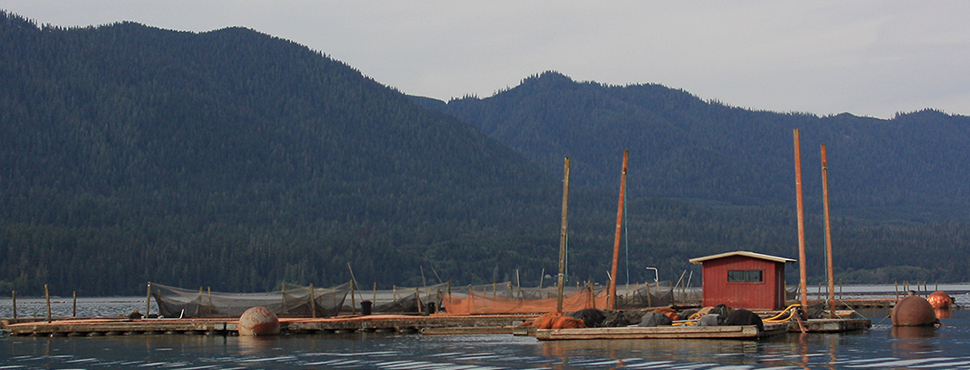 View of the Quinault fish hatchery from August 26, 2009.