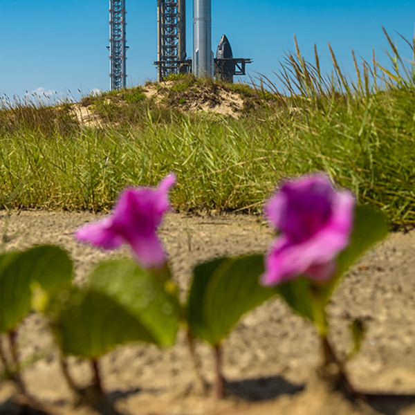 While native beach flora sustains Esto'k Gna Tribal Nation's spiritual traditions, SpaceX's nearby activities have prevented scheduled ceremonies. Photo by Dima Gilmour.