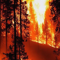 A wildfire burning amidst blackened trees