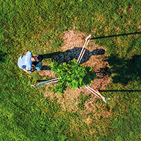 Person planting a young tree, secured with stakes.