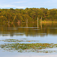 Calm lake with lily pads and reflections of shoreline trees at dusk.