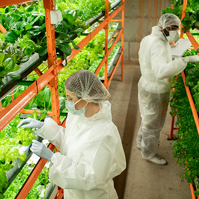 Two workers in head-to-toe personal protective equipment tend to leafy green plants growing on multi-layered racks in a large warehouse.