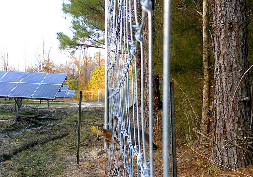 A fox jumping through a fence near a solar array.