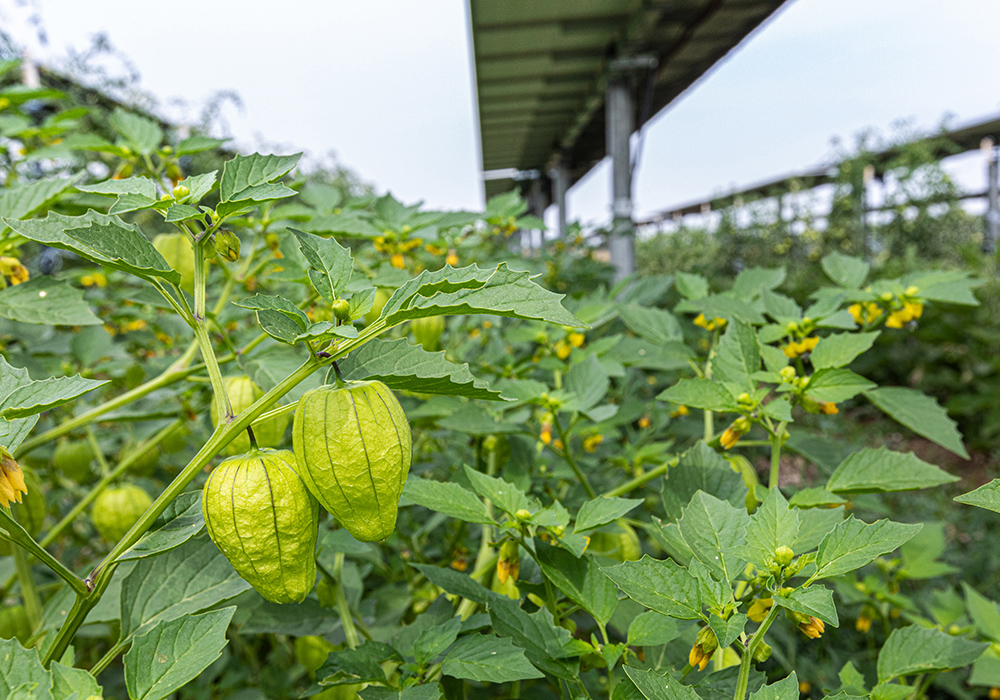 Tomatillos on the vine beneath a solar array.