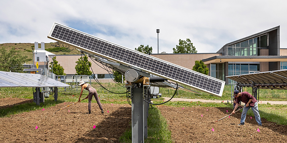 Two people raking soil between rows of solar arrays.