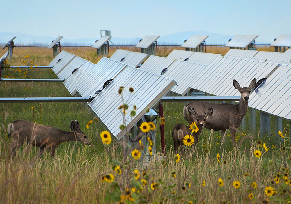 Deer grazing between rows of solar arrays.