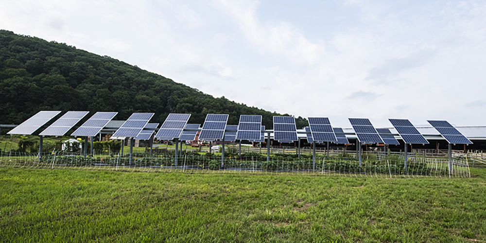 Vegetables growing beneath a row of solar panels.