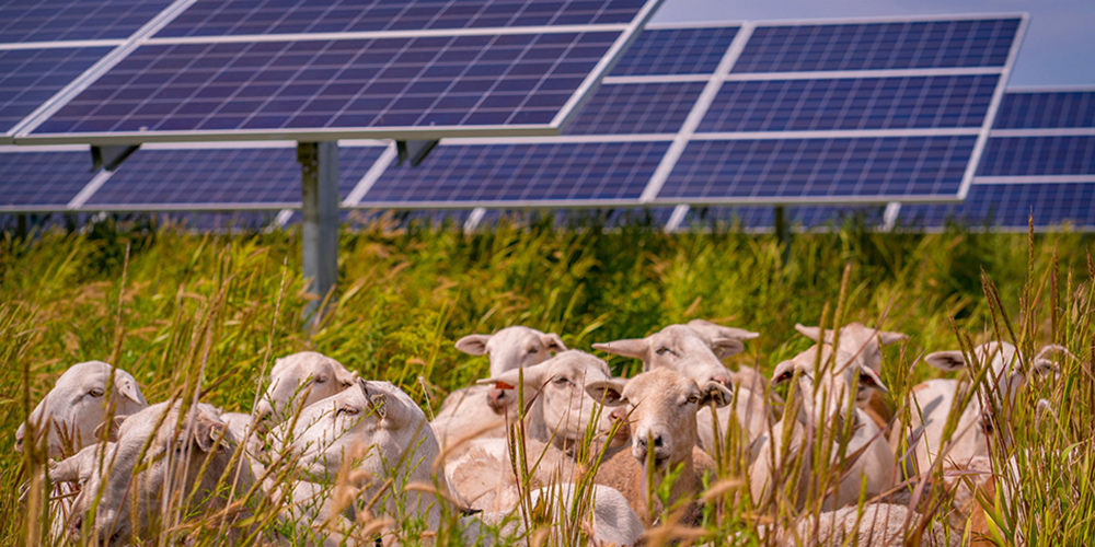 Sheep lying down in a field in front of rows of solar arrays.