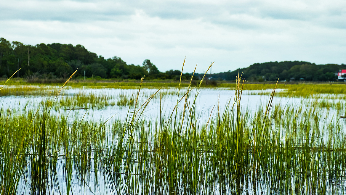 Beaufort County, South Carolina, focused on rapidly achieving green space conservation with its successful ballot measure. Photo by beingbonny/iStock/Getty Images Plus.