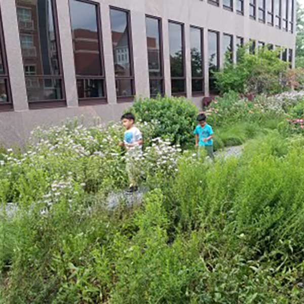 Pollinator gardens increase climate resiliency and provide ecological, environmental, and health benefits. Image by: Sagar Shah.