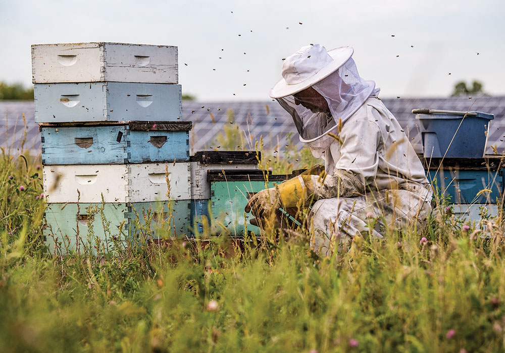 Bees thrive outside IMS Solar in St. Joseph, Minnesota. Photo by Dennis Schroeder, NREL/DOE.