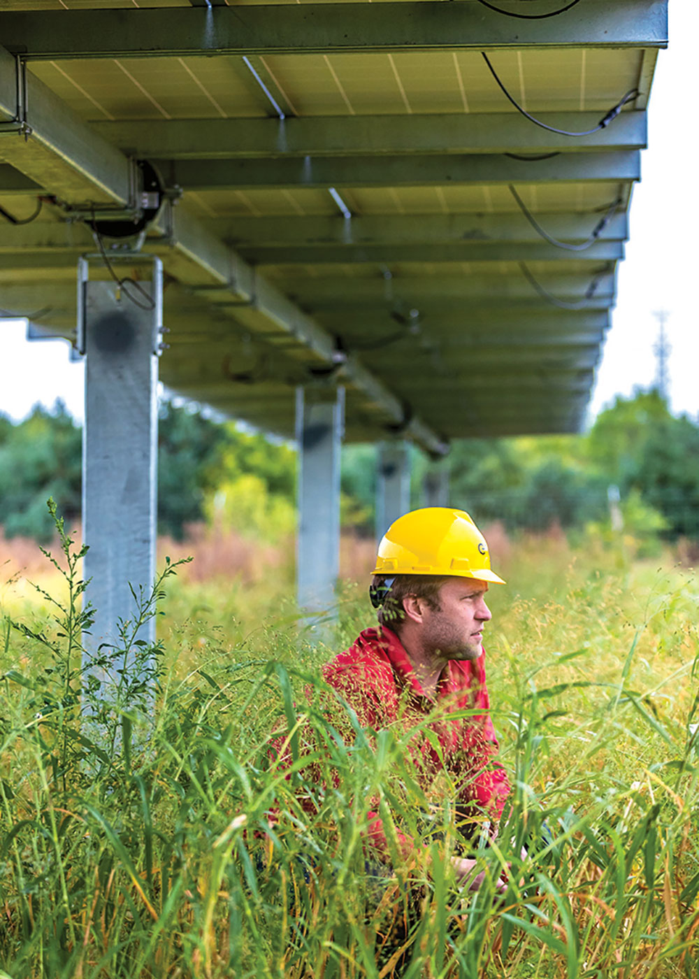 A pollinator test plot underneath the PV array at the Chisago Solar Site in Minnesota. Photo courtesy INSPIRE-Minnesota, NREL/DOE.