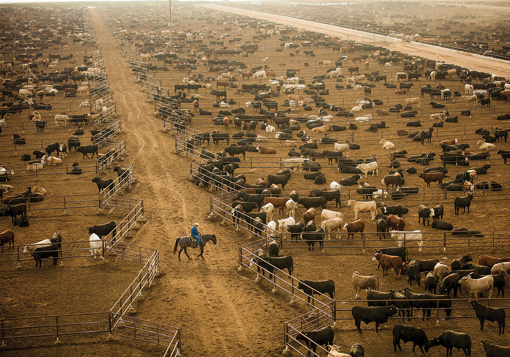 Planning Winter 2021 Local Food Systems Key to Healthy, Resilient, Equitable Communities Livestock operations are responsible for more than seven percent of U.S. greenhouse gas emissions, according to the National Center for Environmental Health. CAFOs can produce more waste than some U.S. cities, and they store excess manure in lagoons or pits, where it breaks down anaerobically (without oxygen), which exacerbates methane production. Photo by George Steinmetz/The New York Times.