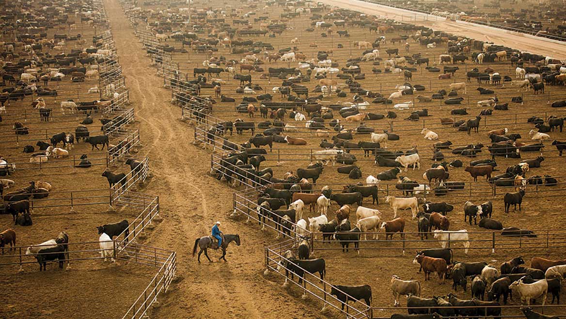 Livestock operations are responsible for more than seven percent of U.S. greenhouse gas emissions, according to the National Center for Environmental Health. CAFOs can produce more waste than some U.S. cities, and they store excess manure in lagoons or pits, where it breaks down anaerobically (without oxygen), which exacerbates methane production. Photo by George Steinmetz/The New York Times.