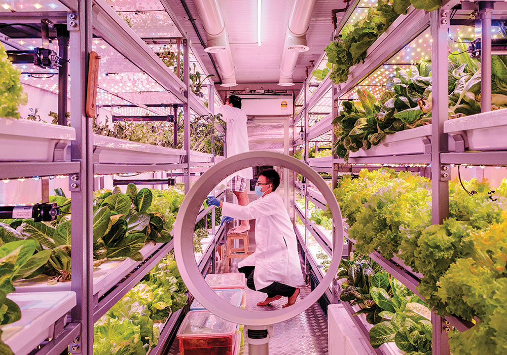 Planning Winter 2021 Local Food Systems Key to Healthy, Resilient, Equitable Communities The Vegetable Co. in Kuala Lumpur grows vegetables vertically under LED lights in a 320-foot shipping container on the edge of a parking lot. They are one of a growing number of small farms around the world selling, and in their case delivering, directly to local consumers. Photo by Ian Teh/The New York Times.