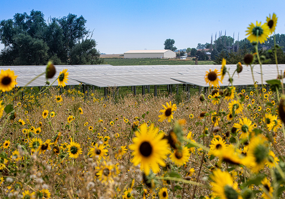 A field of sunflowers in front of rows of solar arrays.