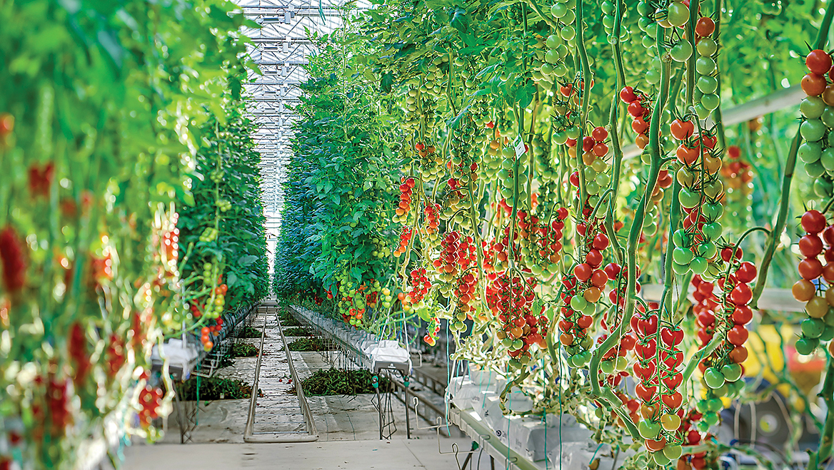 In Rochelle, Illinois, MightyVine produces nearly 300-foot-long rows of cherry tomatoes in greenhouses built on a former industrial site.