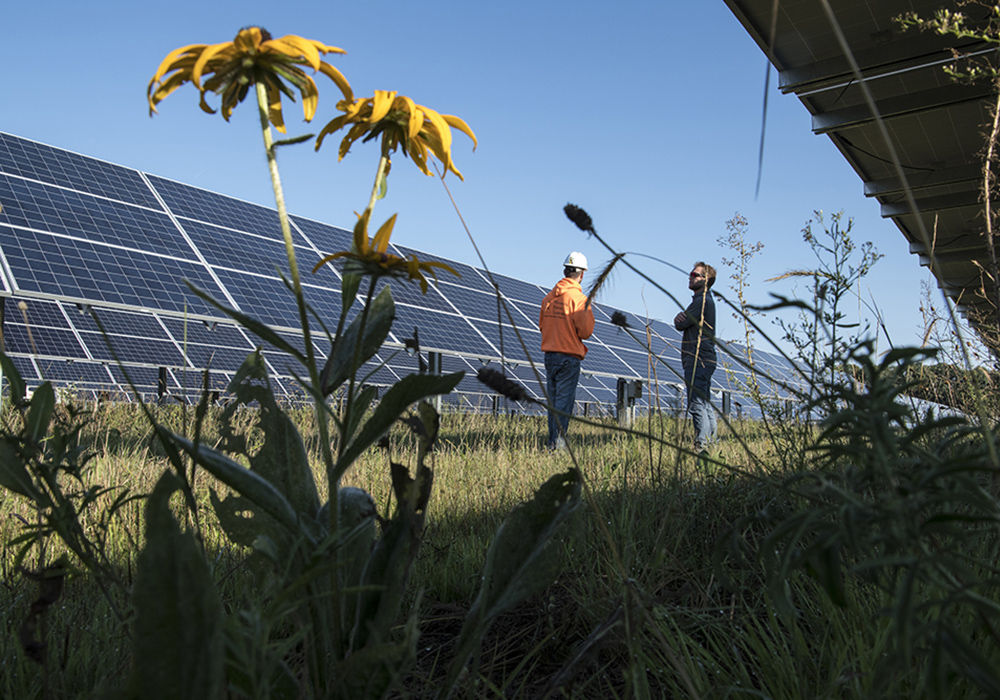 Tall wildflowers in front of a row of solar arrays.