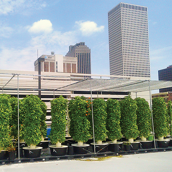 “Roots on the Rooftop” at Rouses Market with the New Orleans skyline. Photographs by Marianne Cufone/Recirculating Farms.