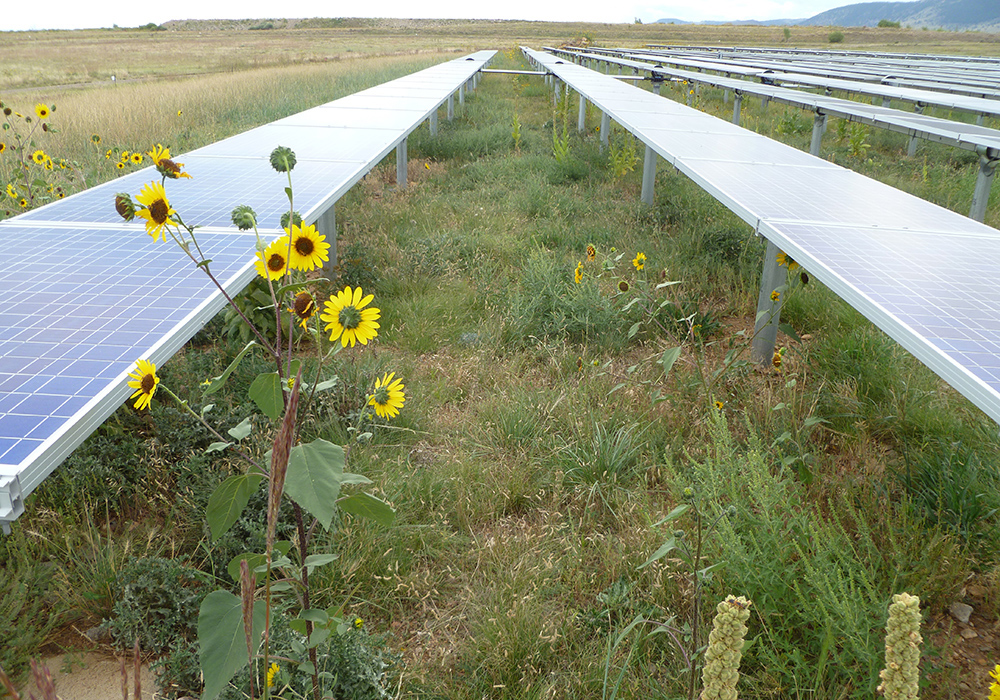 Wildflowers and native grasses between and underneath rows of solar arrays.